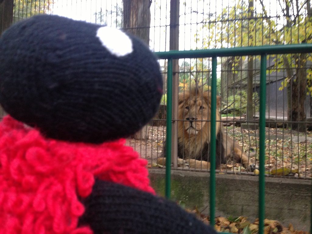 leijona-korkeasaari-zoo-storysheep-tarinakone